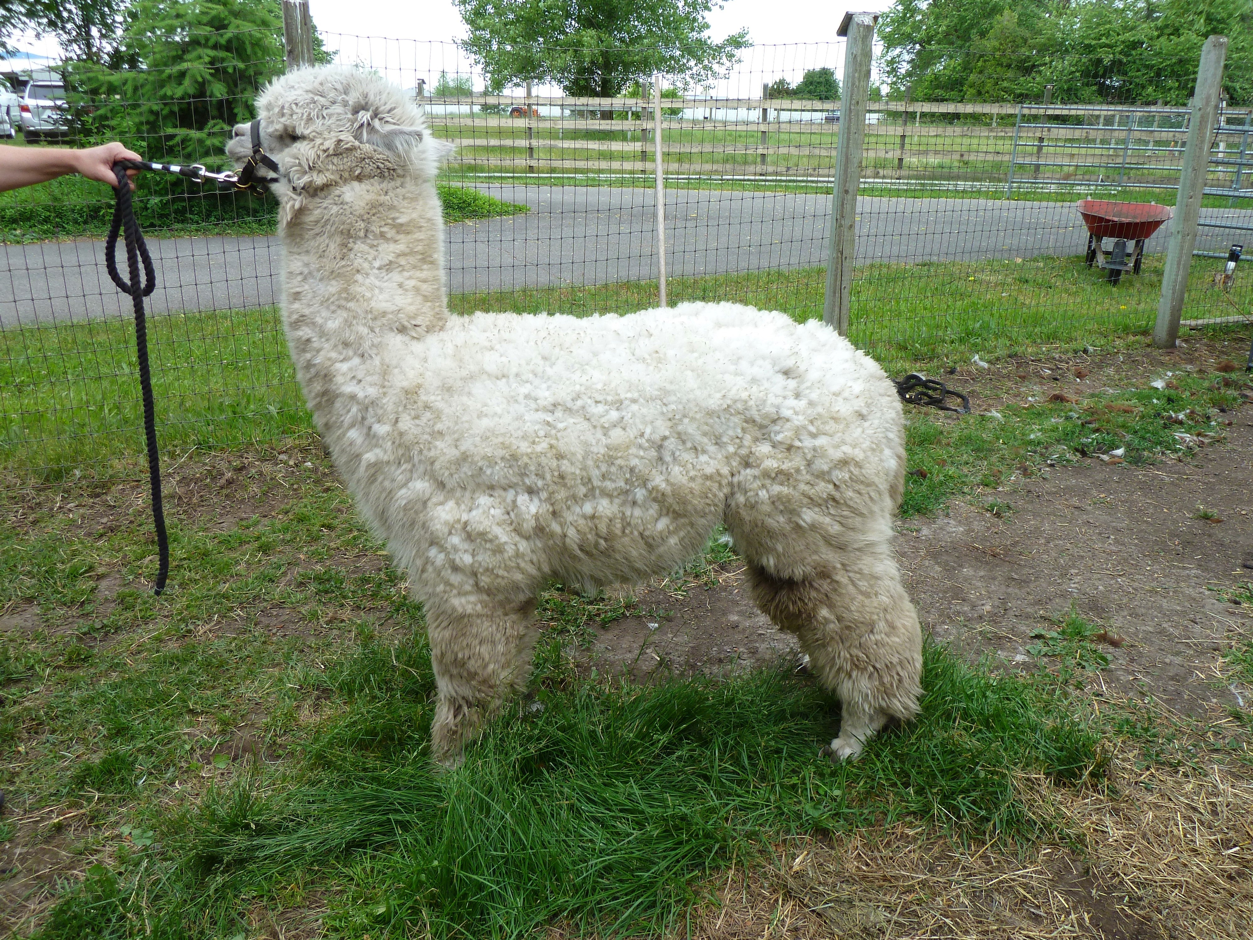 How to Grade Alpaca Yarns