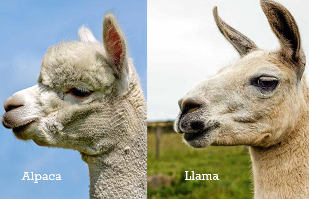alpaca vs llama ears and head