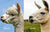 alpaca vs llama ears and head