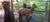 Living On An Alpaca Farm - What's It's Like To Own An Alpaca Ranch
