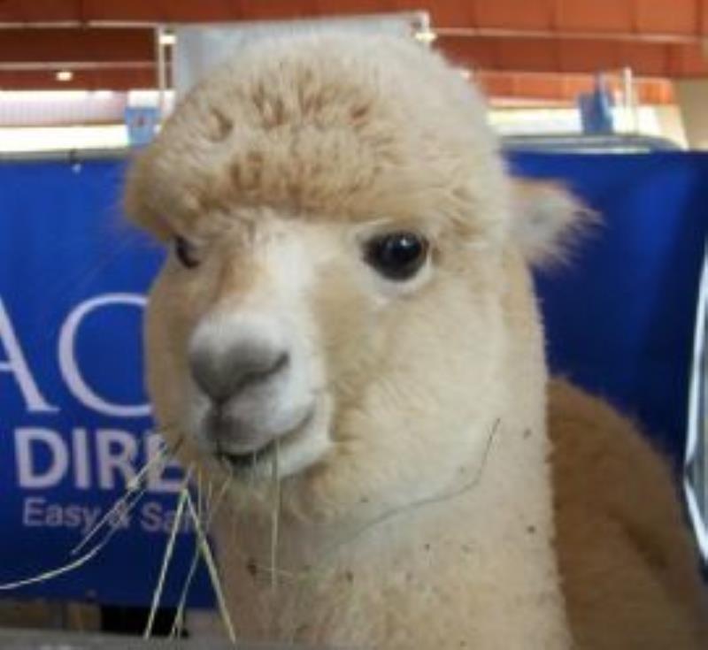 How Baby Alpacas Launched a Business and Built Family Ties