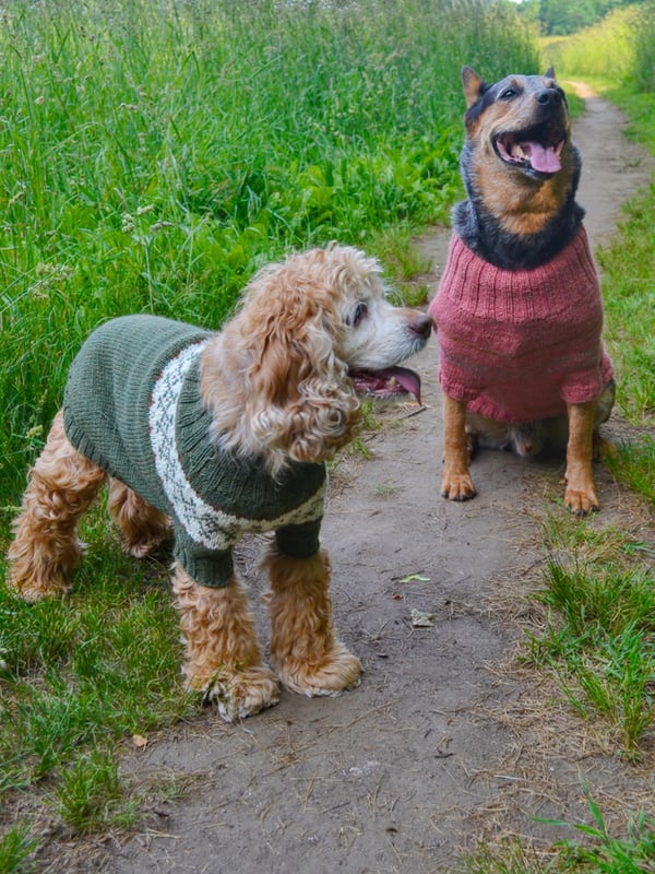 Fetch Dog Sweater *Free Pattern by Berroco*-Patterns-Berroco-Alpaca Direct