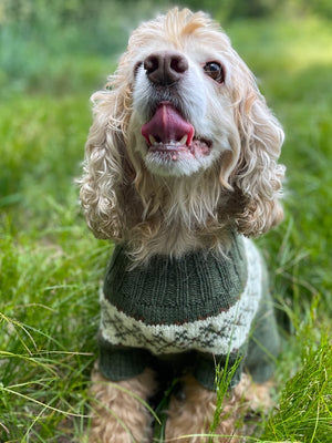 Fetch Dog Sweater *Free Pattern by Berroco*