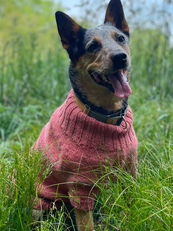 Fetch Dog Sweater *Free Pattern by Berroco*-Patterns-Berroco-Alpaca Direct