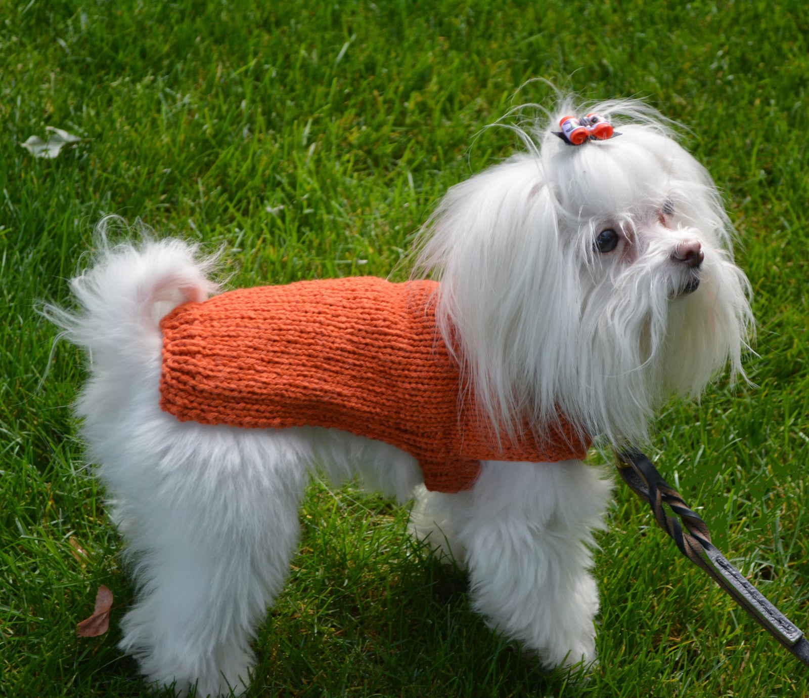 Finish Free Dog Sweater Pattern by Kelley Hobart